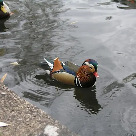 Domizil Neu Venedig Apartament *